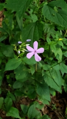 Phlox carolina
