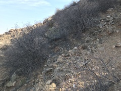 Stoeberia frutescens