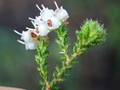 Erica scabriuscula