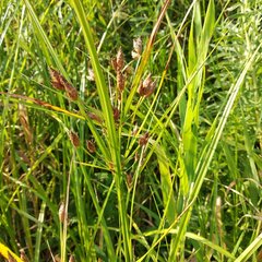 Bolboschoenus yagara