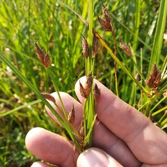 Bolboschoenus yagara