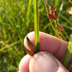 Bolboschoenus yagara