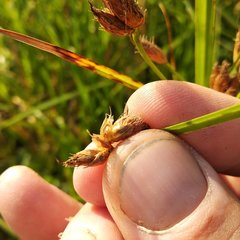 Bolboschoenus yagara