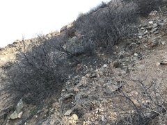 Stoeberia frutescens