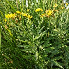 Jacobaea paludosa lanata