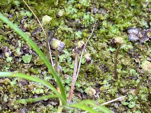 porastnica štvordielna (Marchantia quadrata)