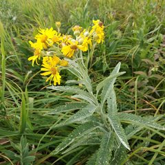 Jacobaea paludosa lanata