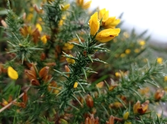 Ulex gallii