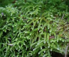 Eurhynchium angustirete