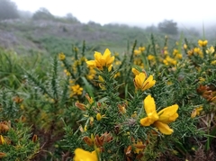Ulex gallii