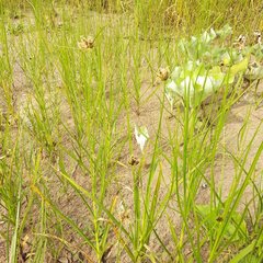 Bolboschoenus planiculmis