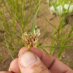 Bolboschoenus planiculmis