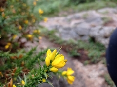 Ulex gallii