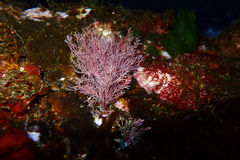 Sphaerococcus coronopifolius