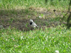 Motacilla alba