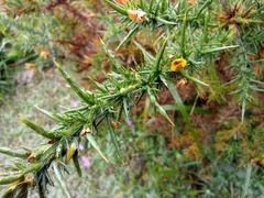 Ulex gallii