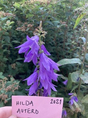 Campanula rapunculoides