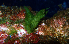 Cladophora prolifera