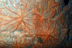 Spirastrella cunctatrix