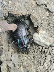 Carabus rossii