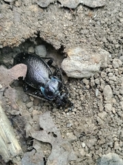 Carabus rossii