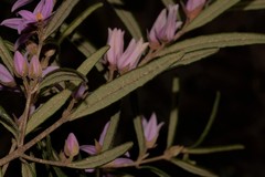 Boronia hapalophylla