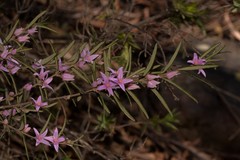 Boronia hapalophylla