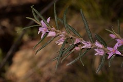 Boronia hapalophylla