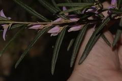Boronia hapalophylla