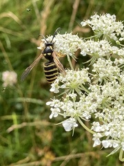 Dolichovespula sylvestris