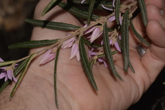 Boronia hapalophylla