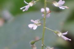 Circaea lutetiana