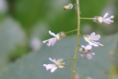 Circaea lutetiana