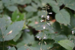Circaea lutetiana