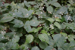 Circaea lutetiana