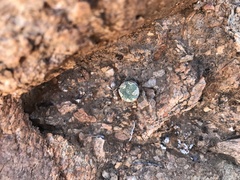 Conophytum ernstii ernstii