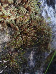 Tortula muralis aestiva