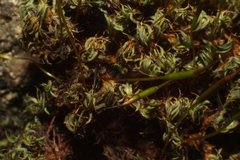 Tortula muralis aestiva