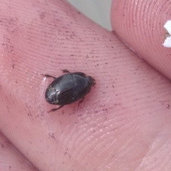 Atholus duodecimstriatus