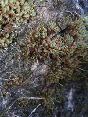 Tortula muralis aestiva