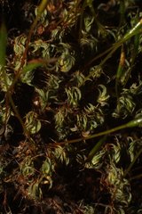 Tortula muralis aestiva