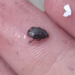 Atholus duodecimstriatus