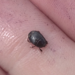 Atholus duodecimstriatus