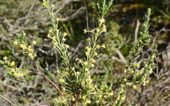 Struthiola leptantha
