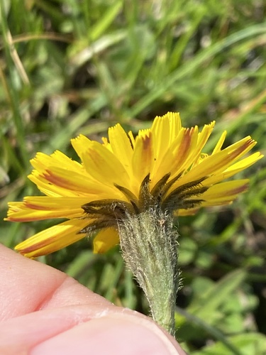 púpavec jesenný (Scorzoneroides autumnalis)
