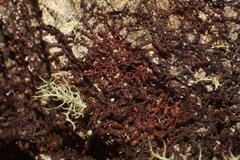 Frullania victoriensis