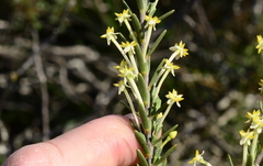 Struthiola leptantha