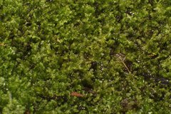 Ceramanus clatritexta