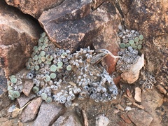 Conophytum ernstii ernstii