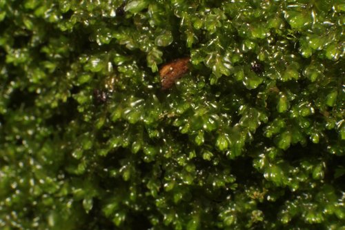 Adelanthus occlusus